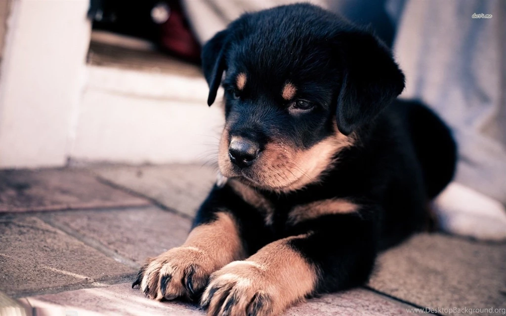 Rottweiler Wallpapers Wallpapers Cave