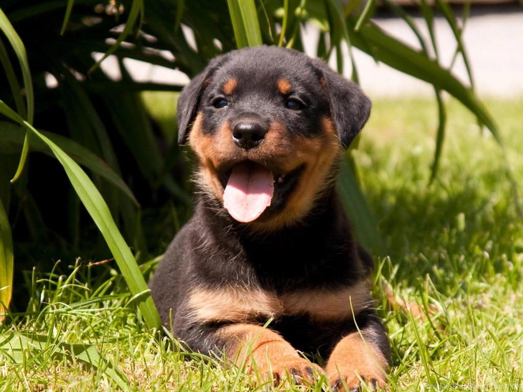 Animal Wallpaper: Rottweiler Puppy Desktop Wallpapers For Desktop ...