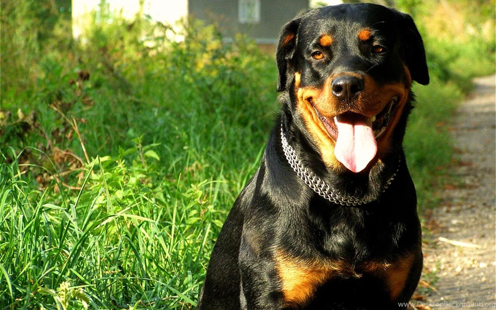 Animal Wallpaper: Rottweiler Puppy Wide Wallpapers For Desktop ...