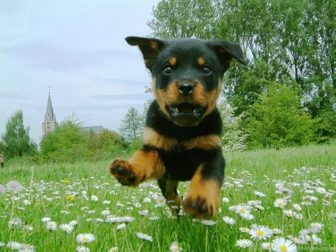 Top Ten Rottweiler HD Wallpapers Free Download