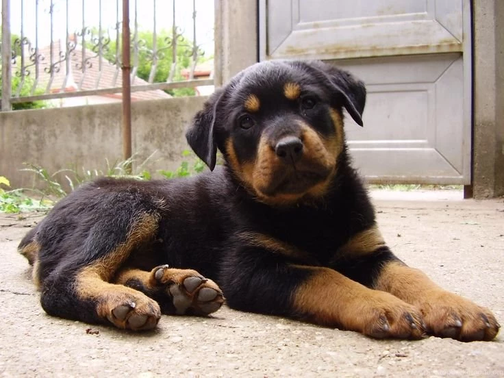 Dogs Wallpapers Cute Puppy Watching You Wallpapers
