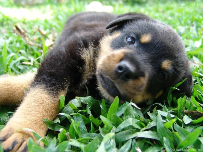 Animal Dog Rottweiler Puppy – Animals Dogs HD Desktop Wallpapers
