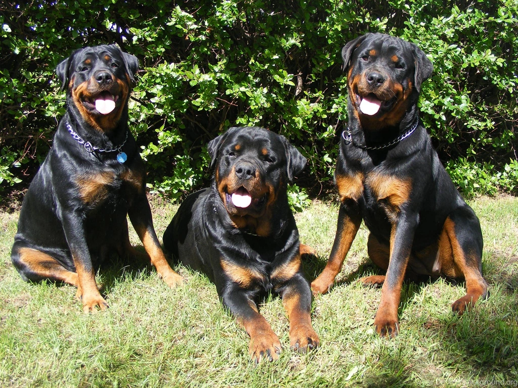 Animal Wallpaper: Rottweiler Puppy Widescreen Wallpapers For ...