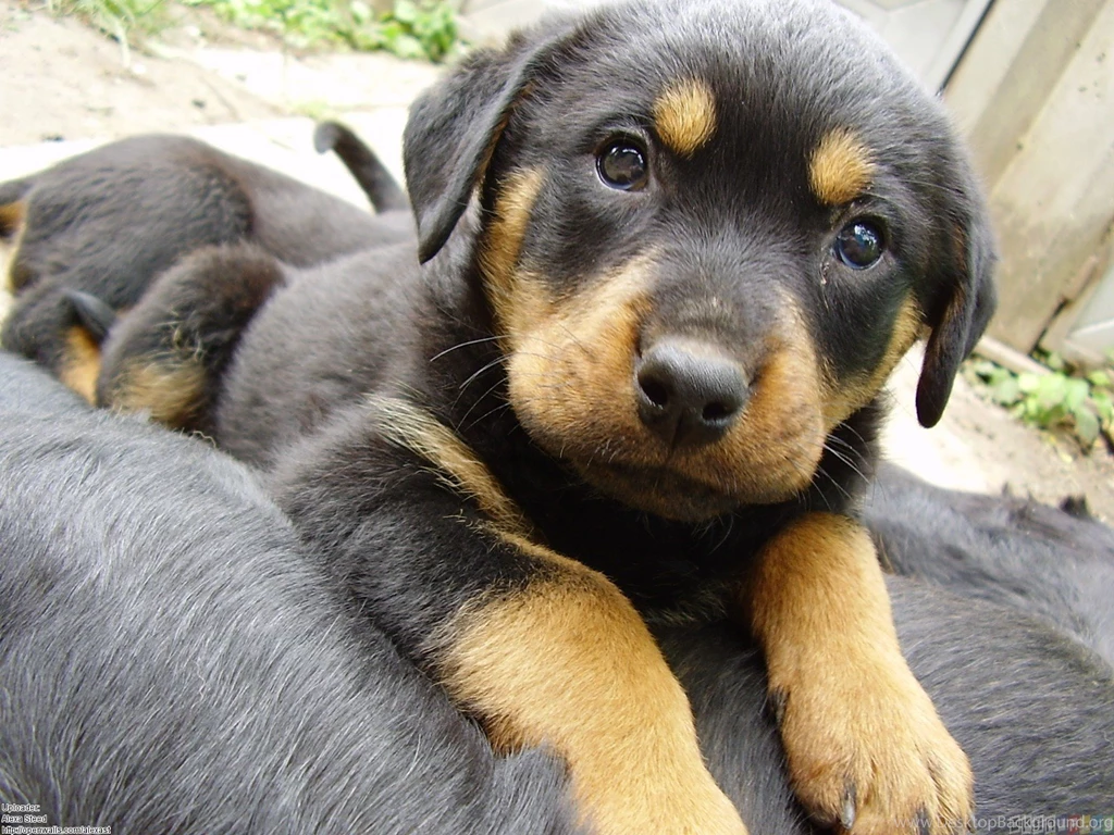 Rottweiler Puppy Wallpapers
