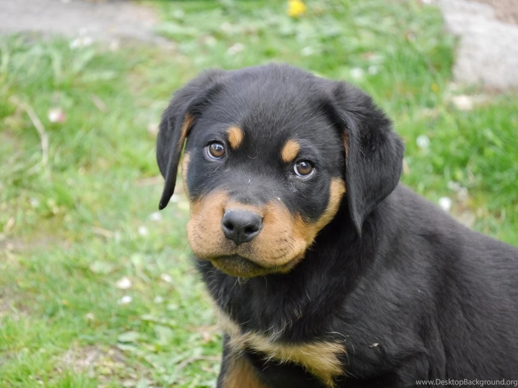Animal Wallpaper: Rottweiler Puppy Wide Wallpapers For Desktop ...