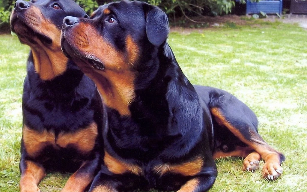 Rottweiler Funny Face 1280x800 Wallpapers,Rottweiler 1280x800 ...