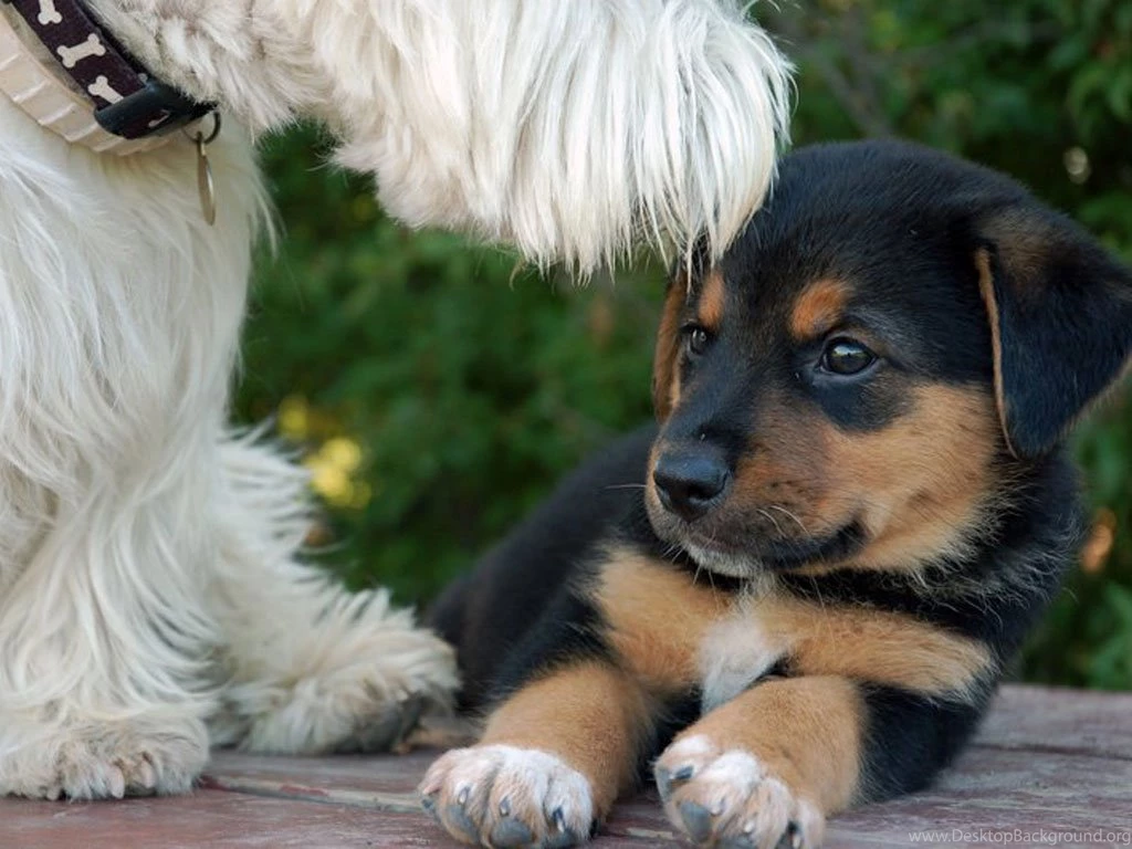 Terrier Is Licking Rottweiler Puppy Wallpapers