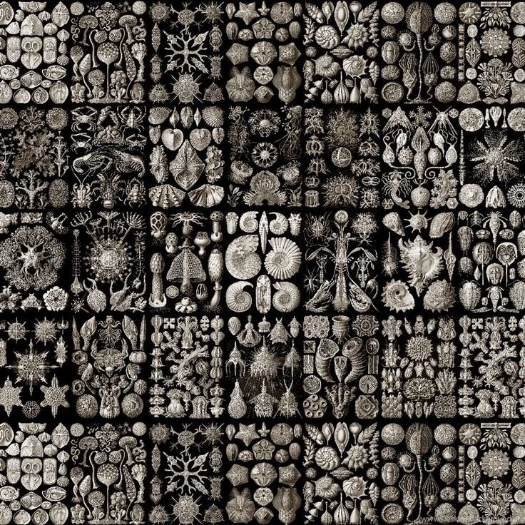 Mundus Naturalis Artisanal Wallpapers From The Wallpapers ...