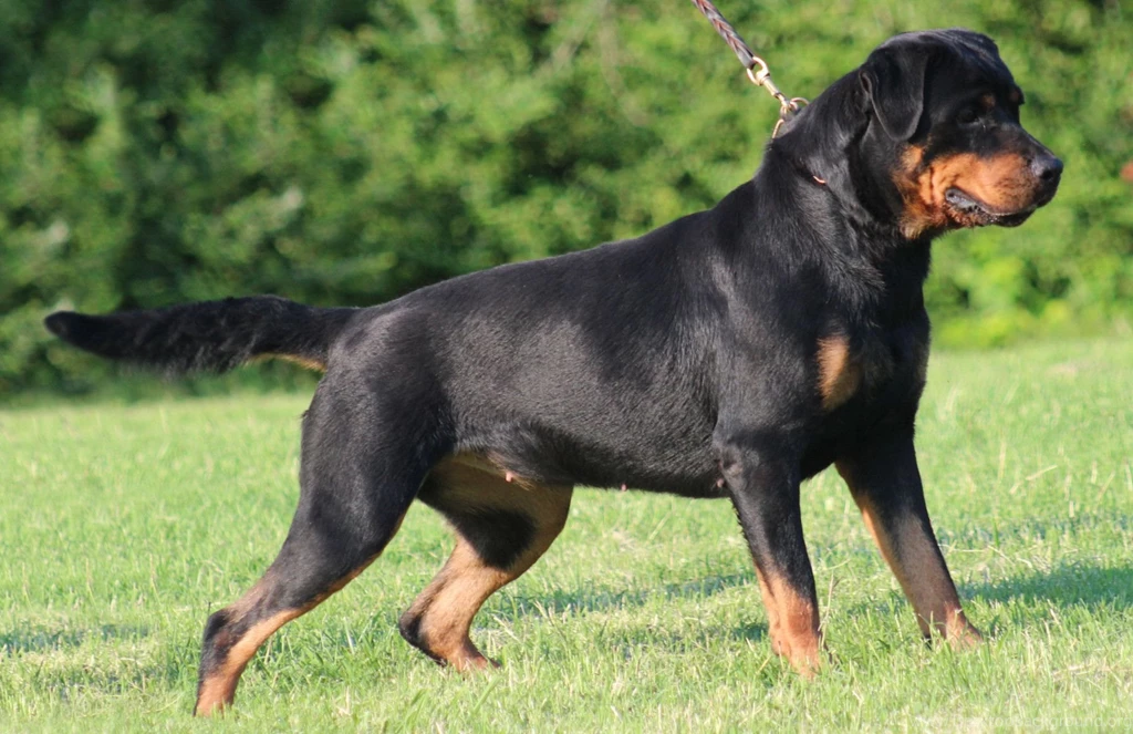 Rottweiler Wallpapers Wallpapers Cave