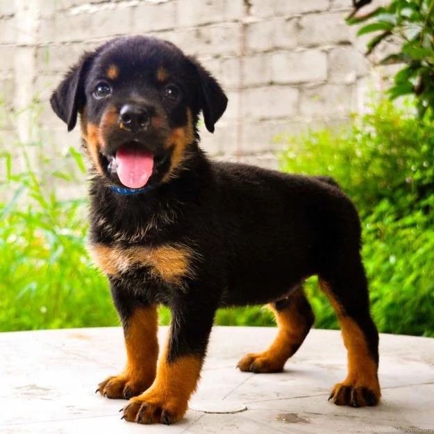 Rottweiler Puppies Related Keywords & Suggestions   Rottweiler ...