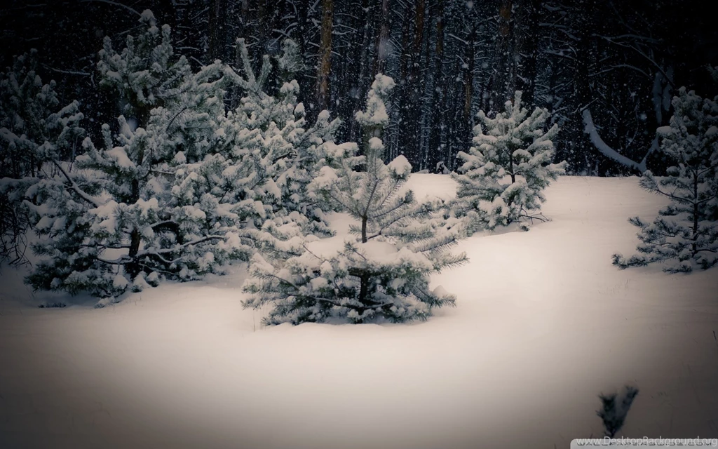 30 Grey Tree Wallpapers Pictures