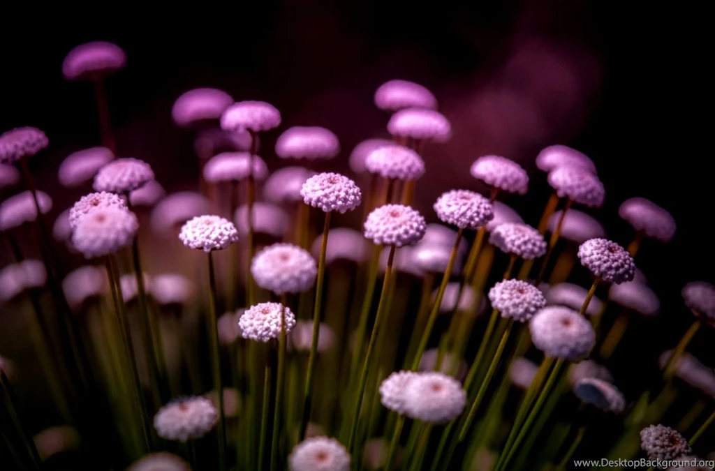 Beautiful Flowers Nature Vintage Wallpapers Hd