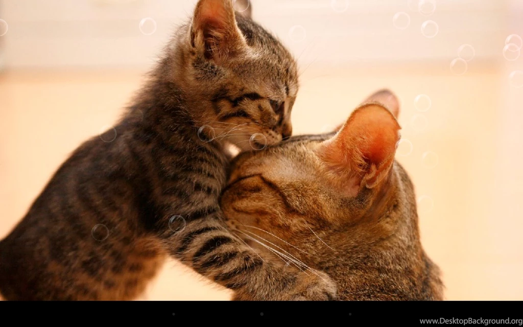 So Cute Cat Live Wallpapers Android Apps On Google Play