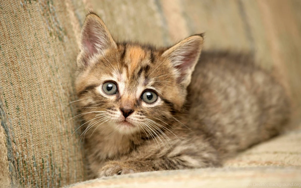 Your Wallpaper: Cute Cats Wallpapers
