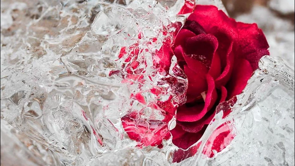 SPRING BREAK WALLPAPER (