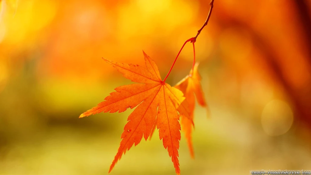Autumn Leaf Wallpapers Seasonal Crazy Frankenstein