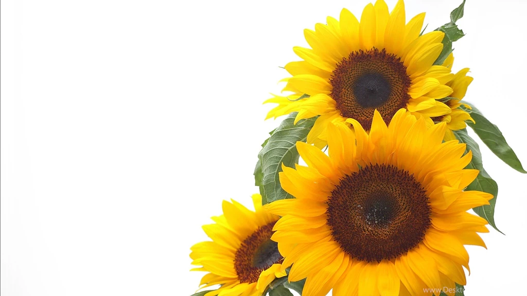 Sunflower Flowers Splendid Wallpapers HD