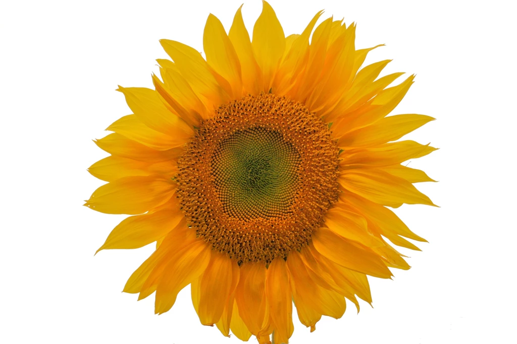 File:VallejoSunflower.jpg Wikimedia Commons