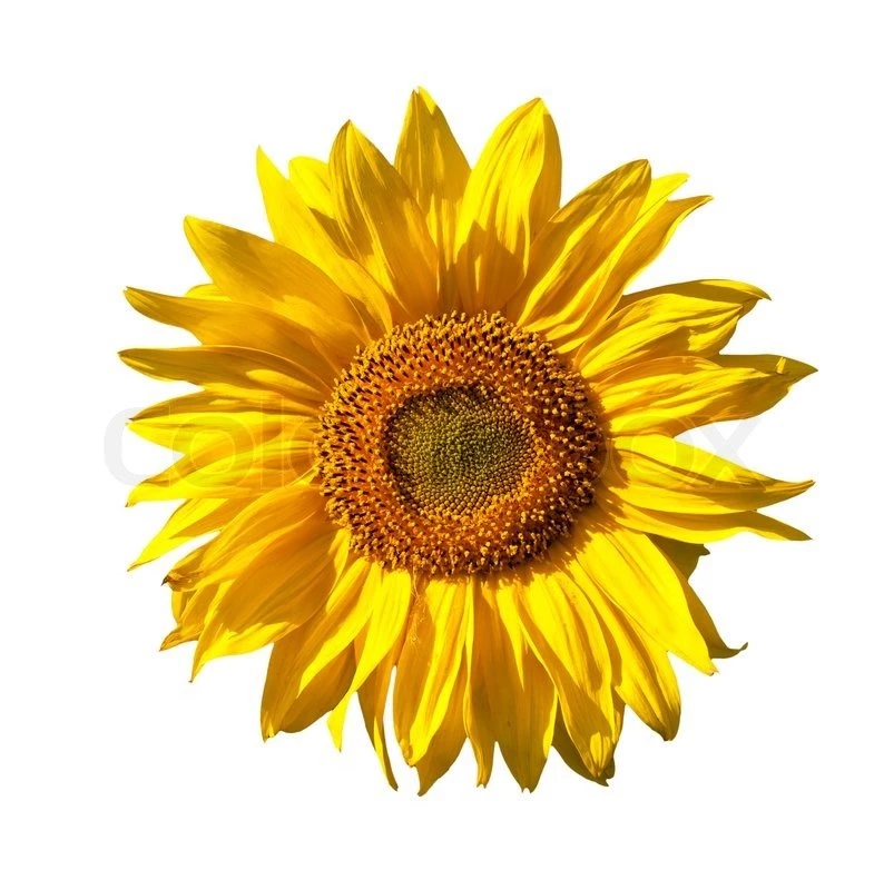 Yellow Sunflower Isolated On White Backgrounds Stock Photo