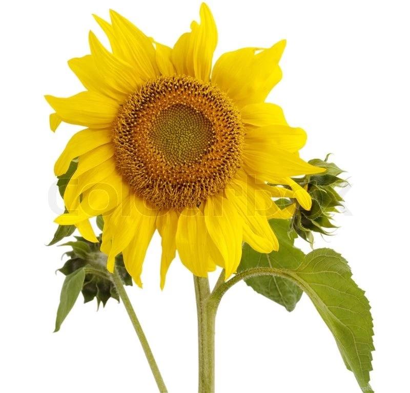Sunflower Oil And Sunflower On White Backgrounds