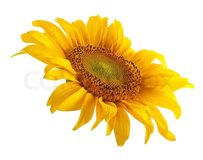 The Beautiful Sunflower Isolated On A White Backgrounds