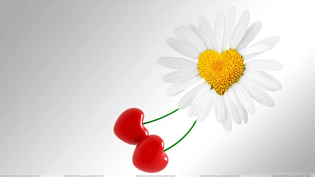 Sunflower Love And White Backgrounds Wallpapers