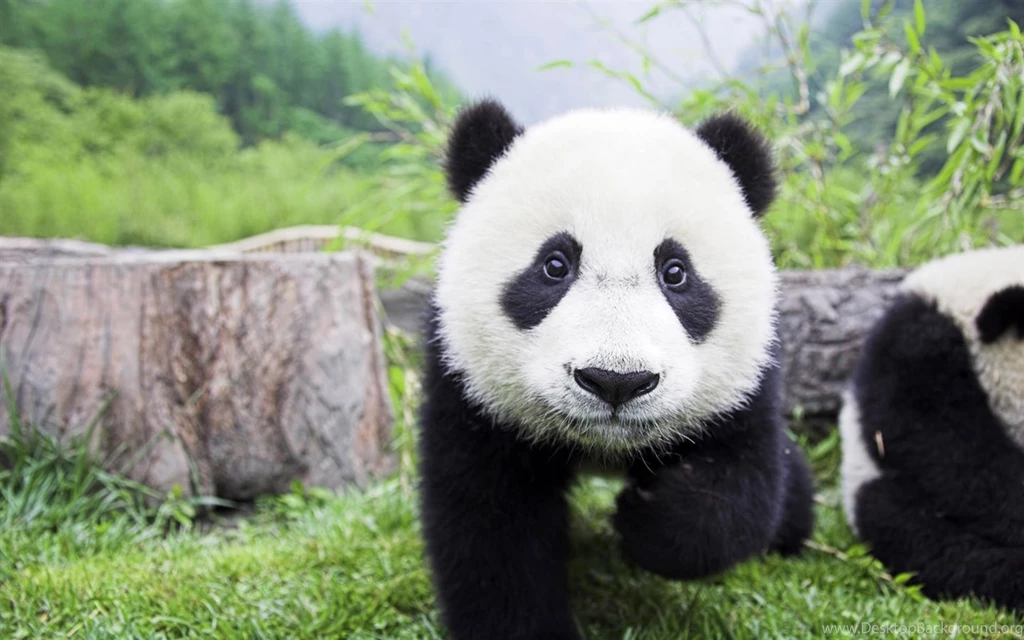 Cute Panda Wallpapers