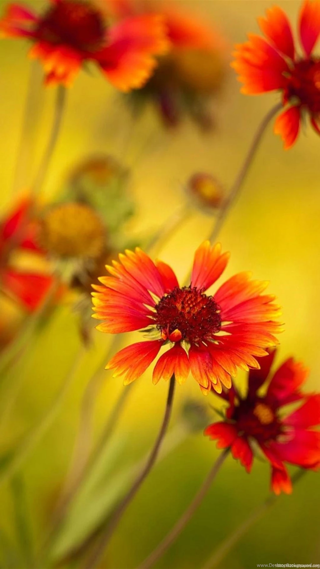 1080x1920 Flowers Close up Wallpapers HD