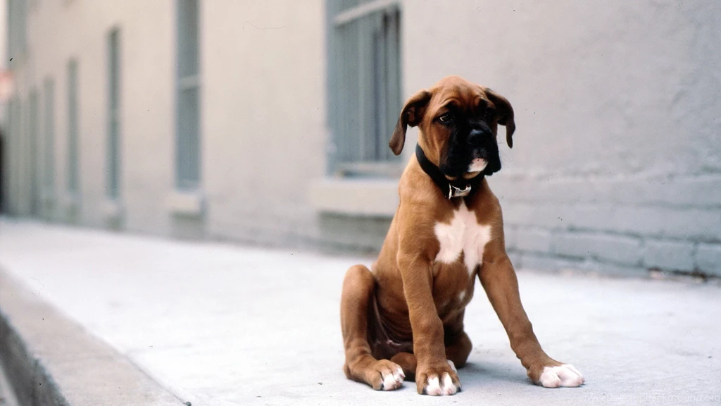 Download Free Boxer Dog Desktop Wallpapers The Quotes Land