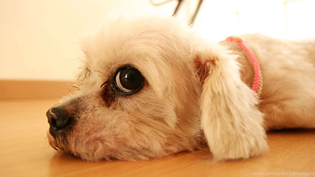 Dog Wallpapers For Girls Desktop Wallpapers