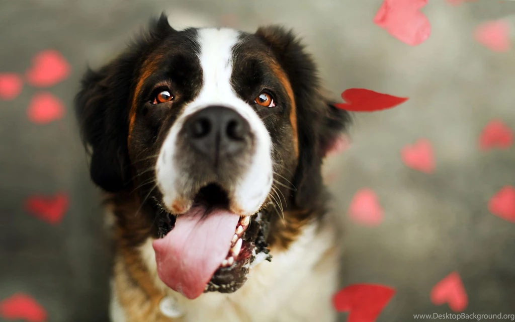 Bernese Mountain Dog Wallpapers Free Download