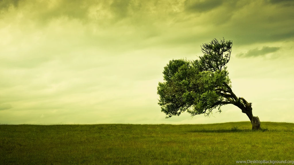 Tree Wallpapers