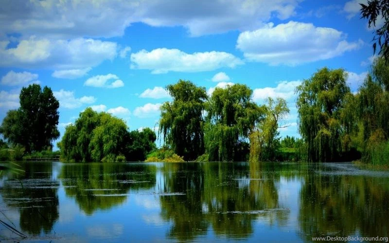 Trees Wallpaper,trees Wallpapers HD Wallpaper,pond Backgrounds HD ...