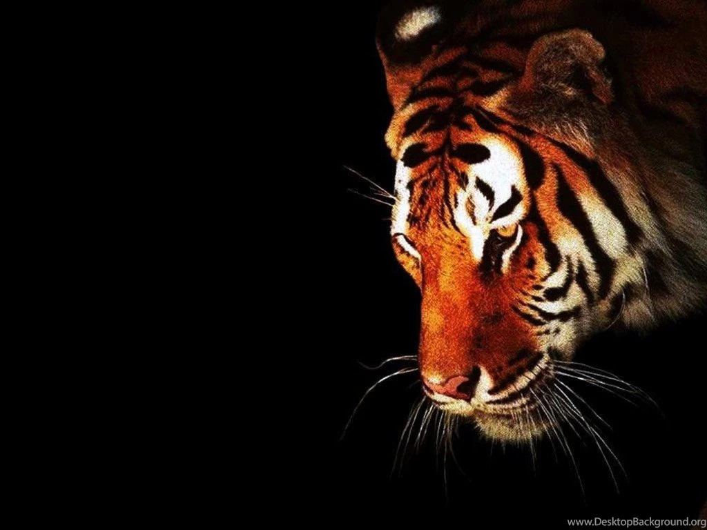 SuperHD.pics: Animals Black Backgrounds Tigers Wildlife Desktop ...