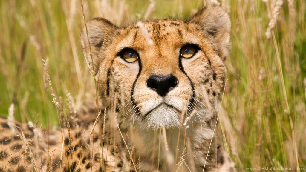 Wildlife Wallpapers — Free Full HD Wallpaper. Widescreen HQ ...
