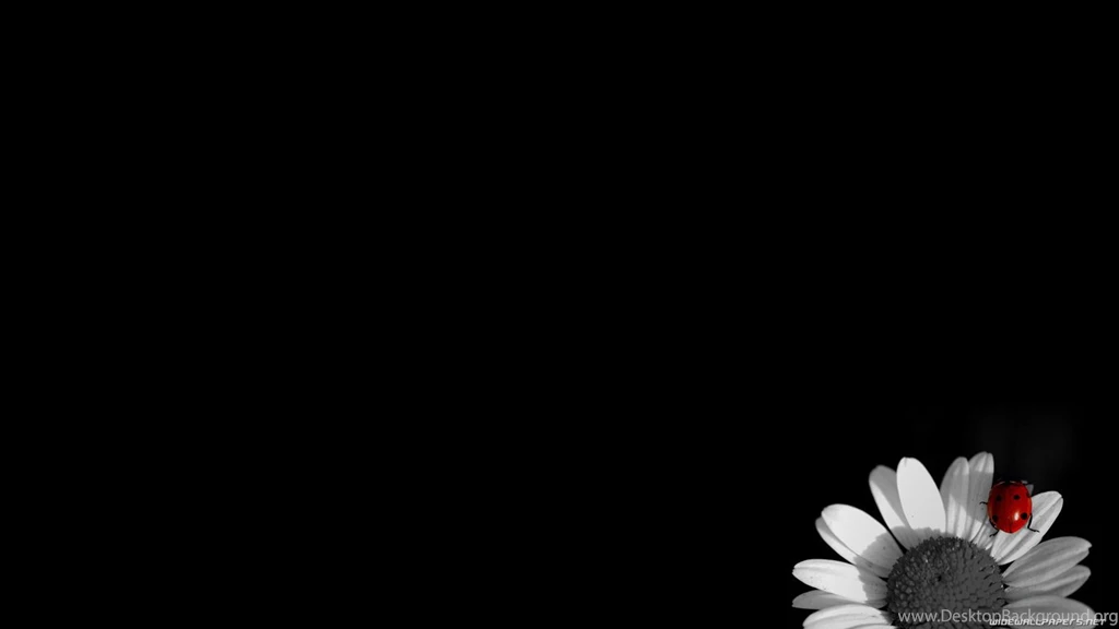 Wallpapers Black