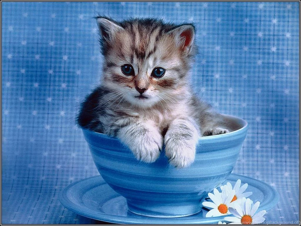 Cute Cats Wallpapers For Desktop 31 Free Wallpapers Hivewallpaper.com