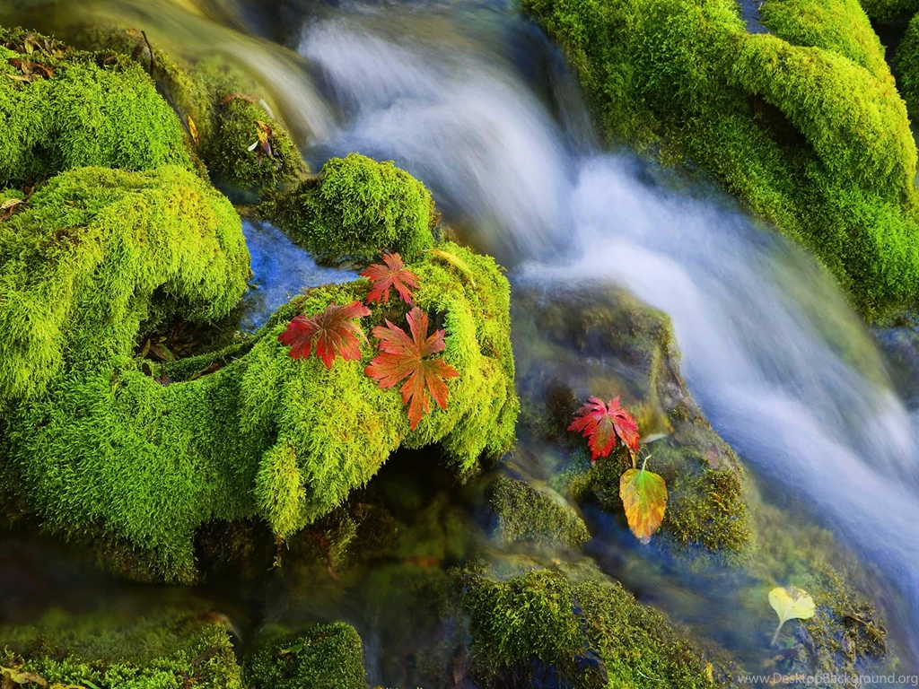 Cool Green Moss Wallpapers – Judging From Their Words, Hypocrisy Is ...
