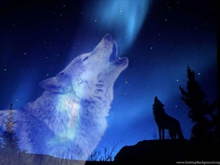 Pics Of Wolves Howling At The Moon