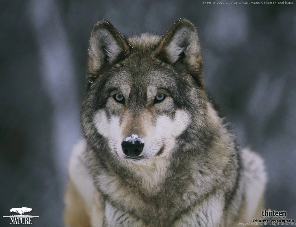 A Selection Of 10 Images Of Wolves In HD Quality