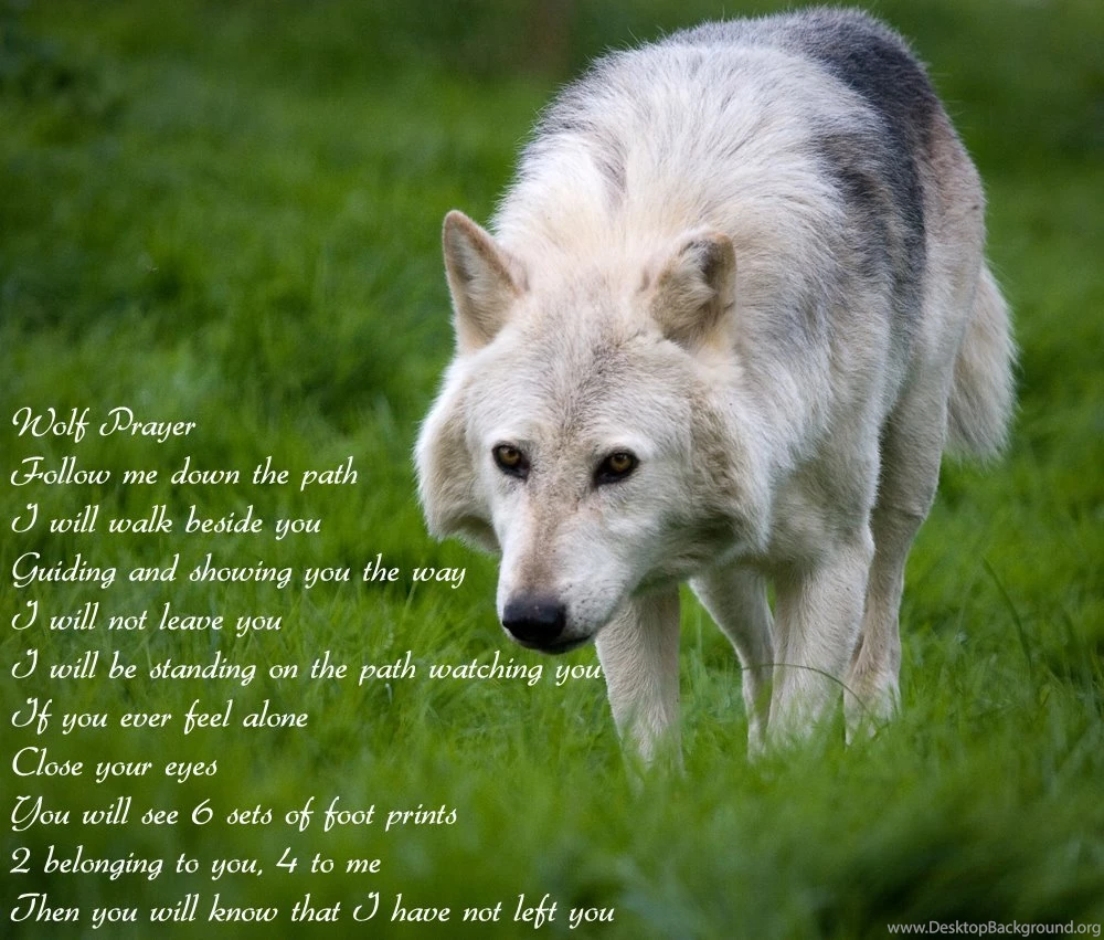 Wolf Pics