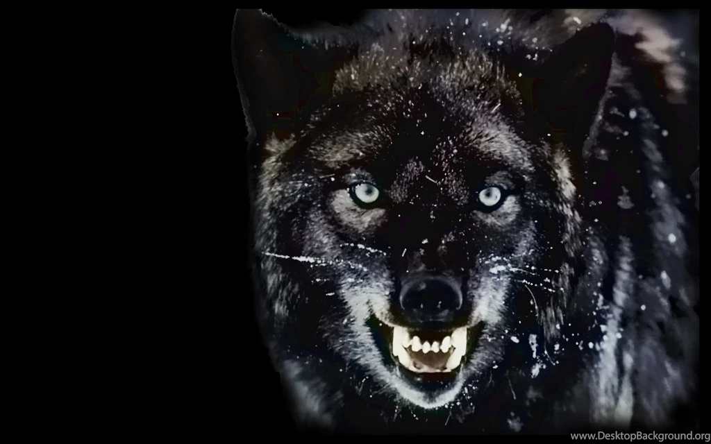 Keiko: A Kenshi'S Journey: Like A Pack Of Wolves