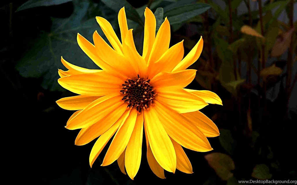 Lonely Little Flower Autumn Wallpapers (25517337) Fanpop