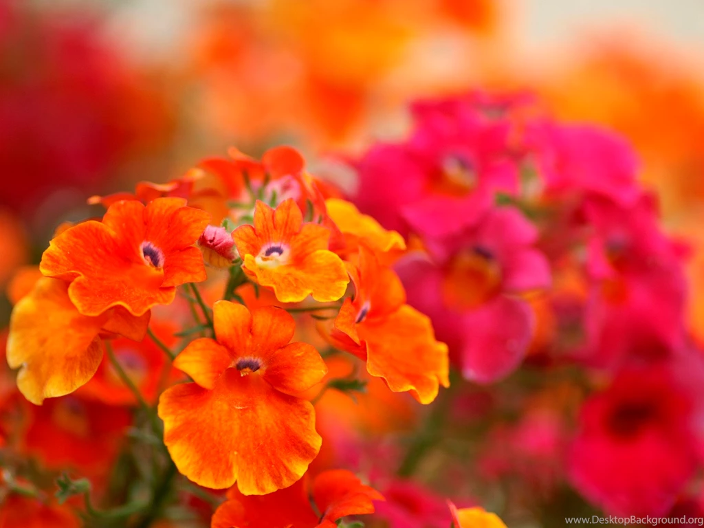 Flower Fall Wallpapers HD Wallpapers