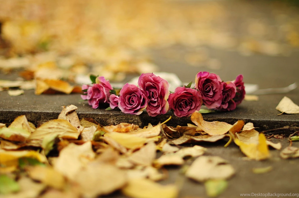 Autumn Flower HD Wallpapers ~ Toptenpack.com
