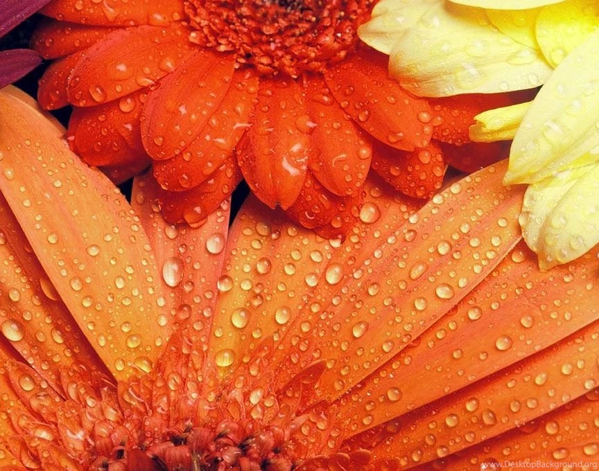 Fall Flowers 2016 Dr. Odd