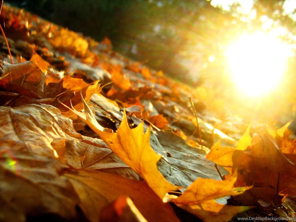 Wallpapers Nature Flower Leave Fall Flashlight Awesome 13 1600 X ...