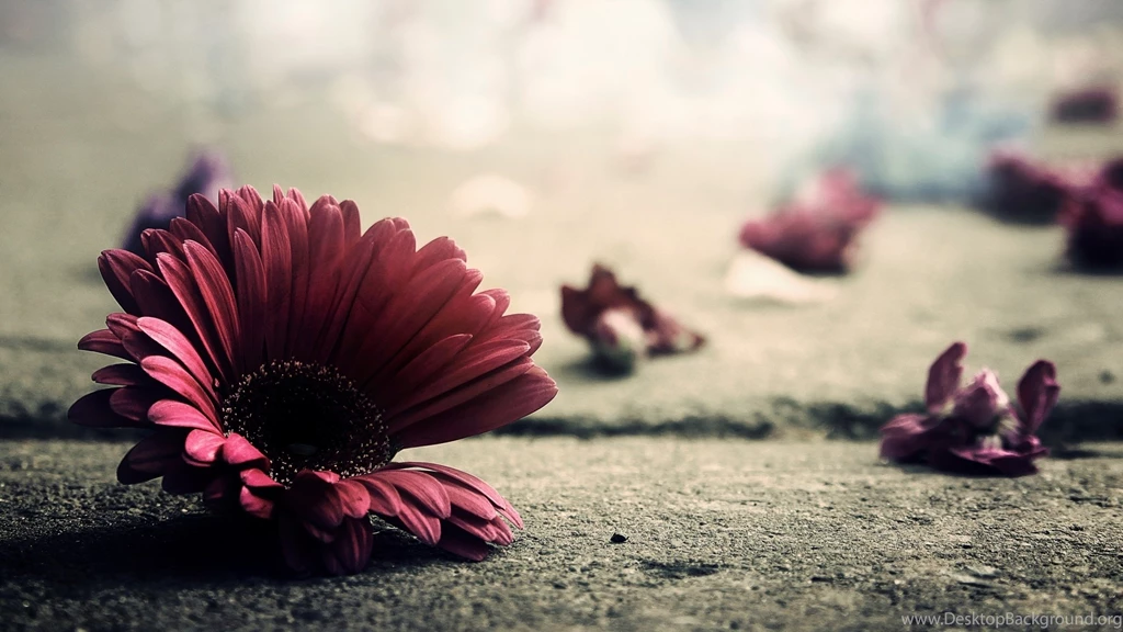 Download Wallpapers 2560x1440 Flower, Petals, Fragile, Fall ...