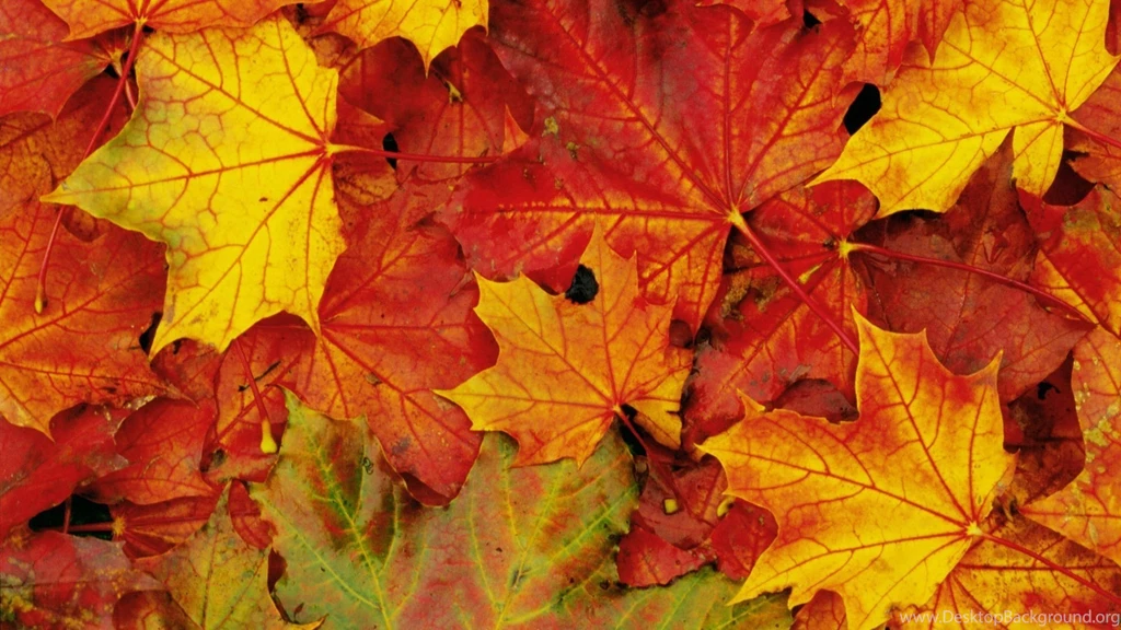 Wallpapers Nature Flower Leave Fall Flashlight Awesome 50 1920 X ...