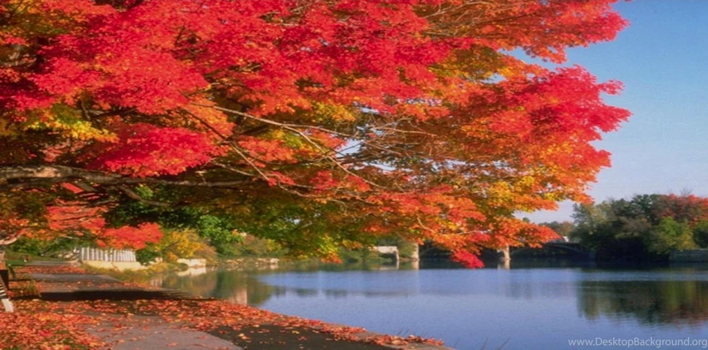 Awesome Fall Days Flowers Lovely